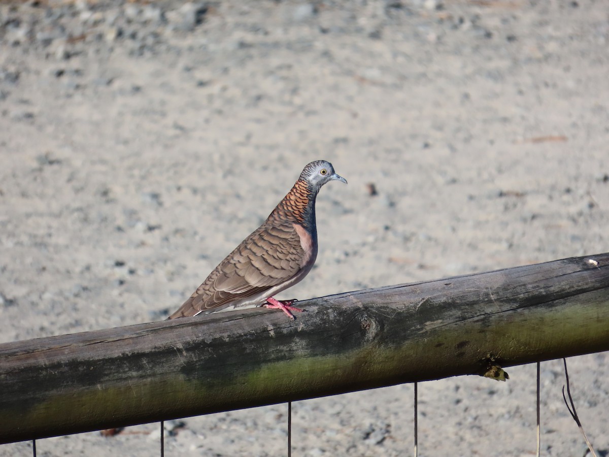 Bar-shouldered Dove - ML559763811