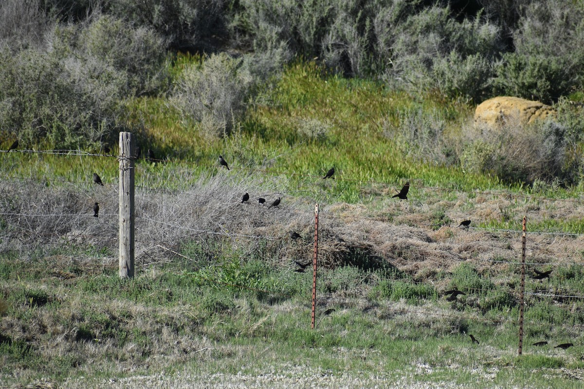 Tricolored Blackbird - ML559763951