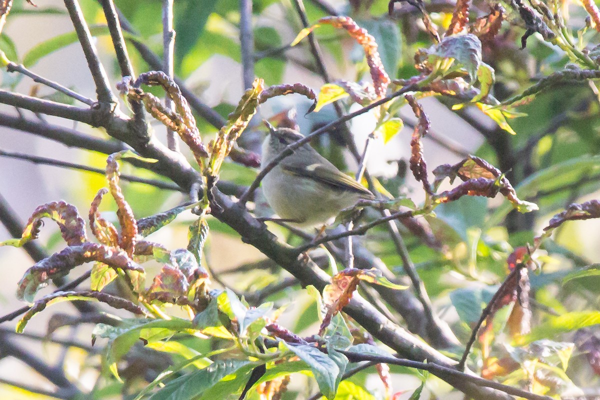 Hume's Warbler - ML559764101