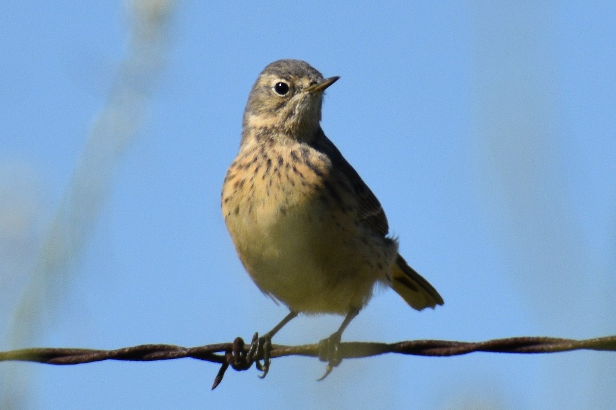 American Pipit - ML559764271