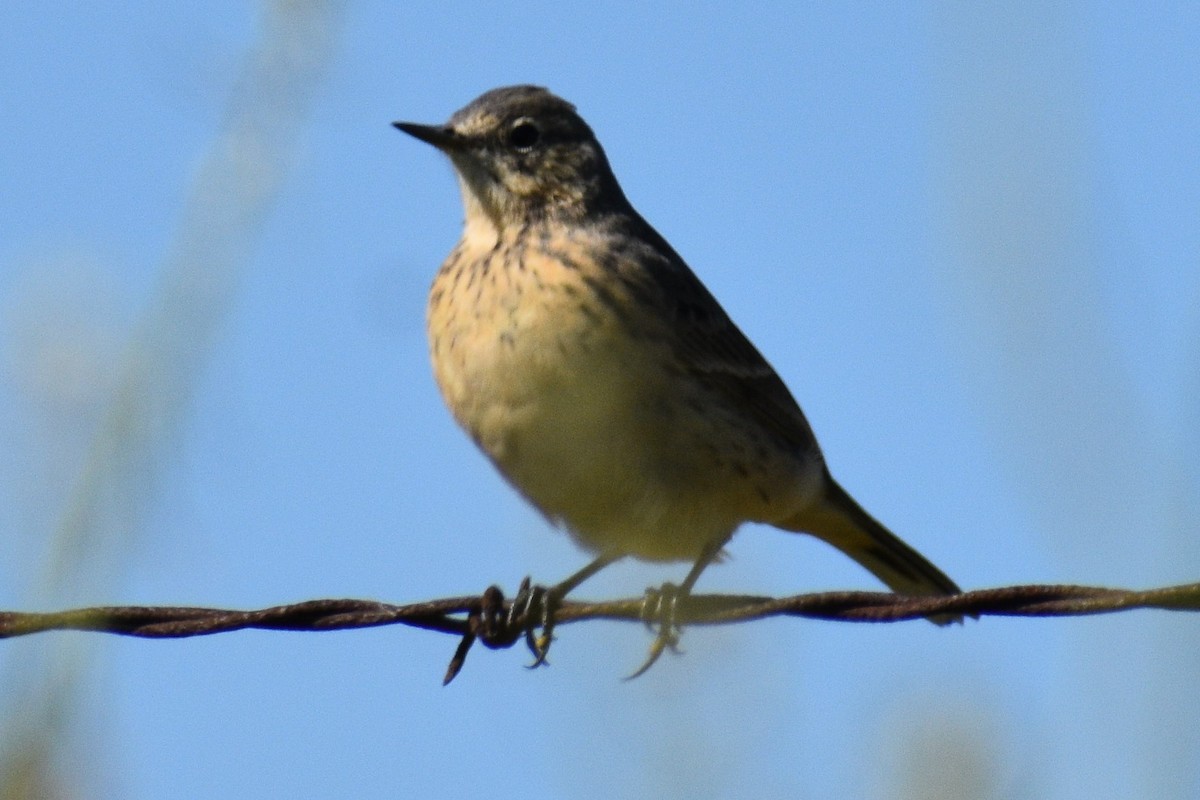 Pipit d'Amérique - ML559764281