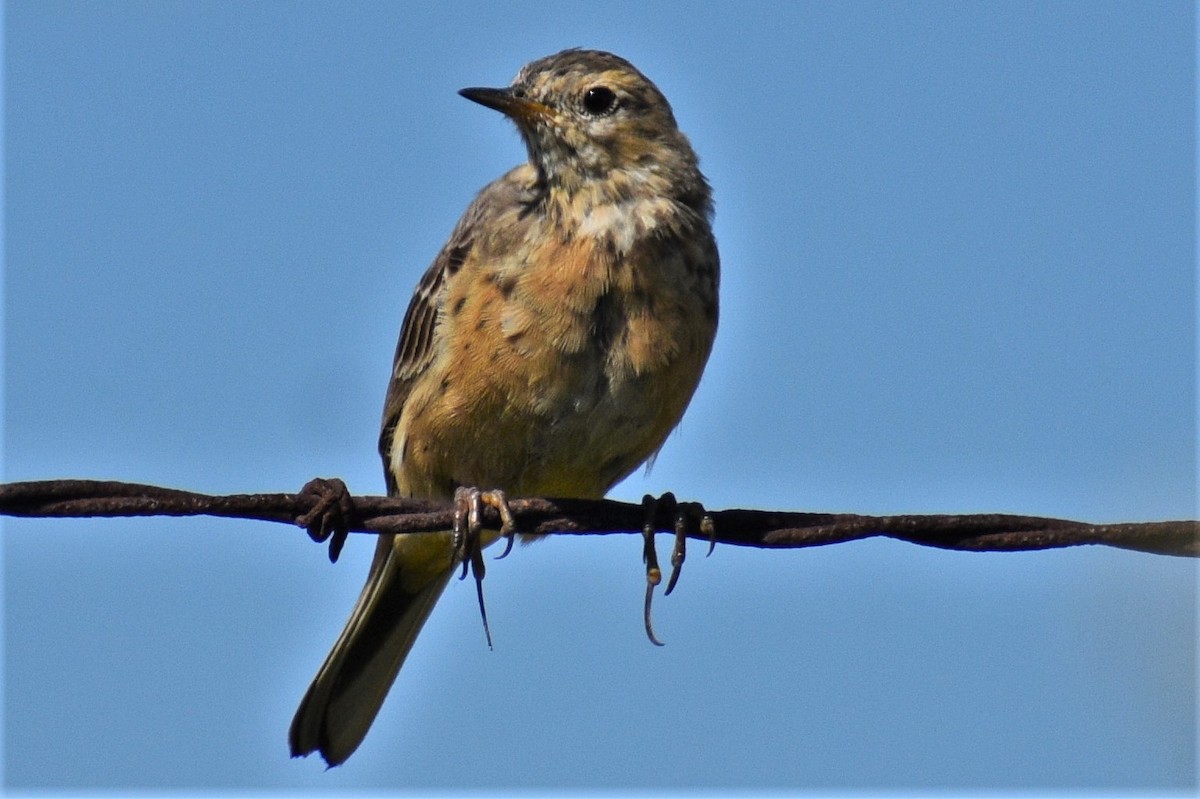 American Pipit - ML559764291