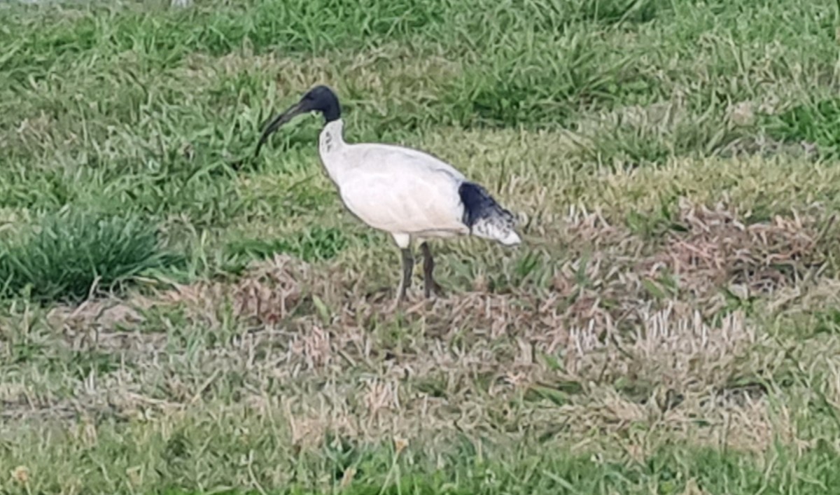ibis australský - ML559764581