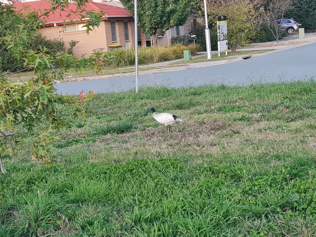 Australian Ibis - ML559764641