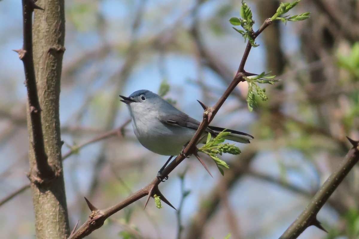 Blue-gray Gnatcatcher - ML559764741