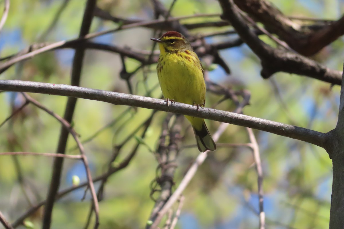 Palm Warbler (Yellow) - ML559764821