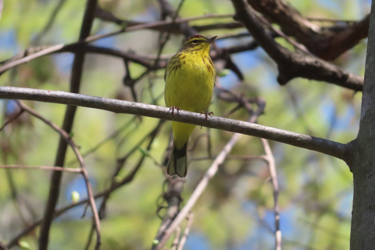 Palm Warbler (Yellow) - ML559764831