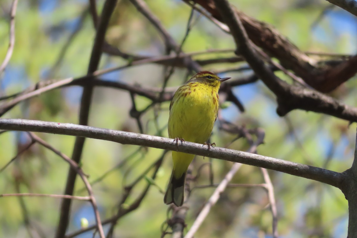 Palm Warbler (Yellow) - ML559764841