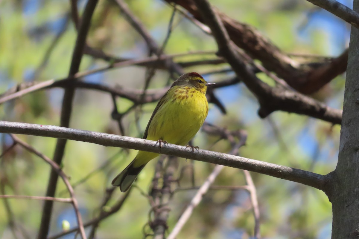 Palm Warbler (Yellow) - ML559764861