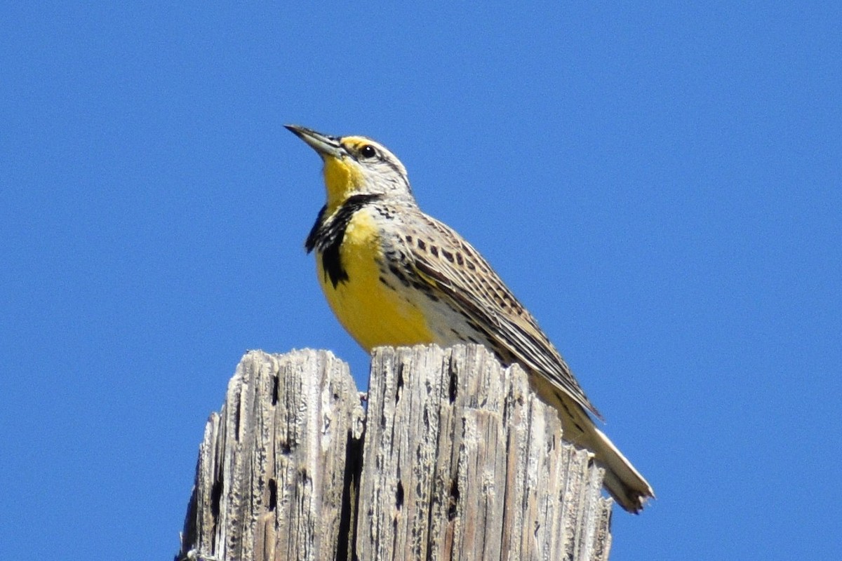 Western Meadowlark - ML559765101