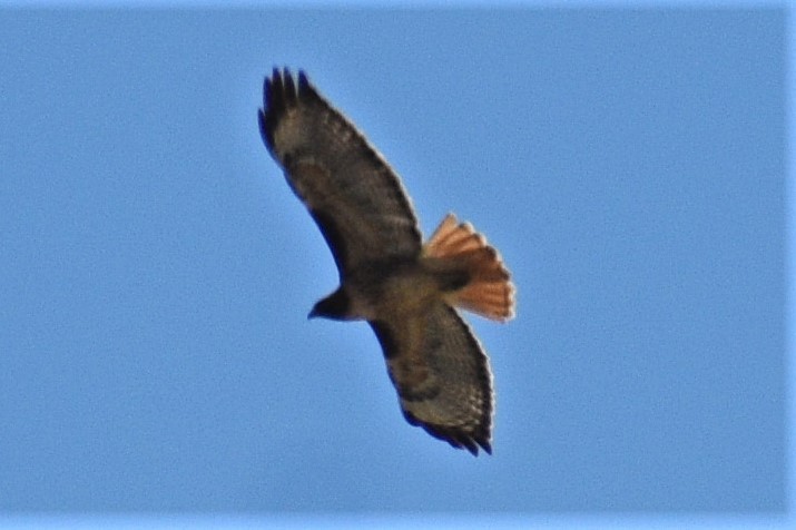 Red-tailed Hawk - ML559765151