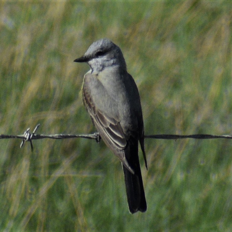 Western Kingbird - Fred Werner