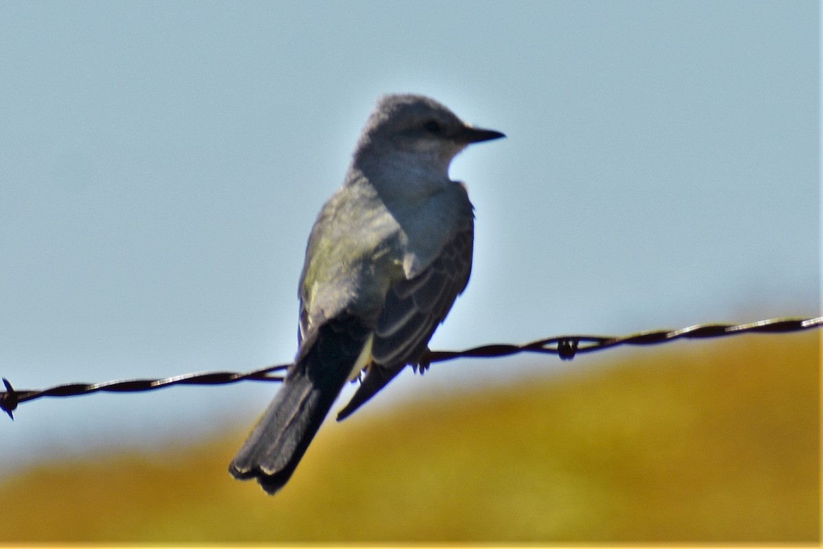 Western Kingbird - ML559766061