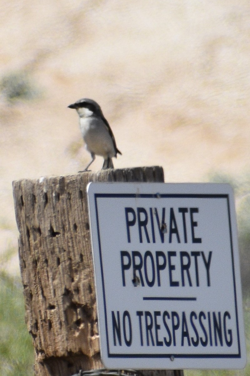 Loggerhead Shrike - ML559766221