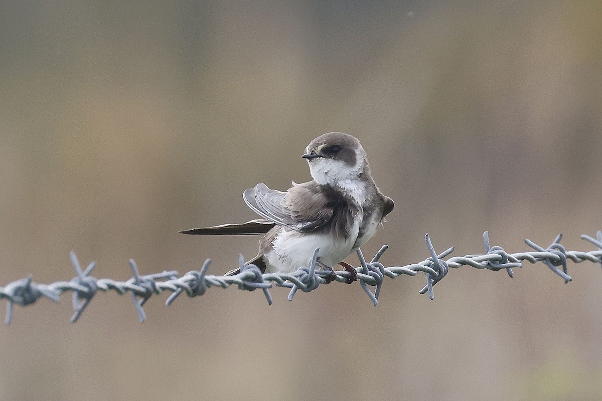 Bank Swallow - Stephen Chinnery