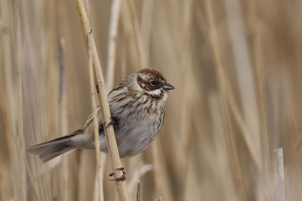 Reed Bunting - Stephen Chinnery