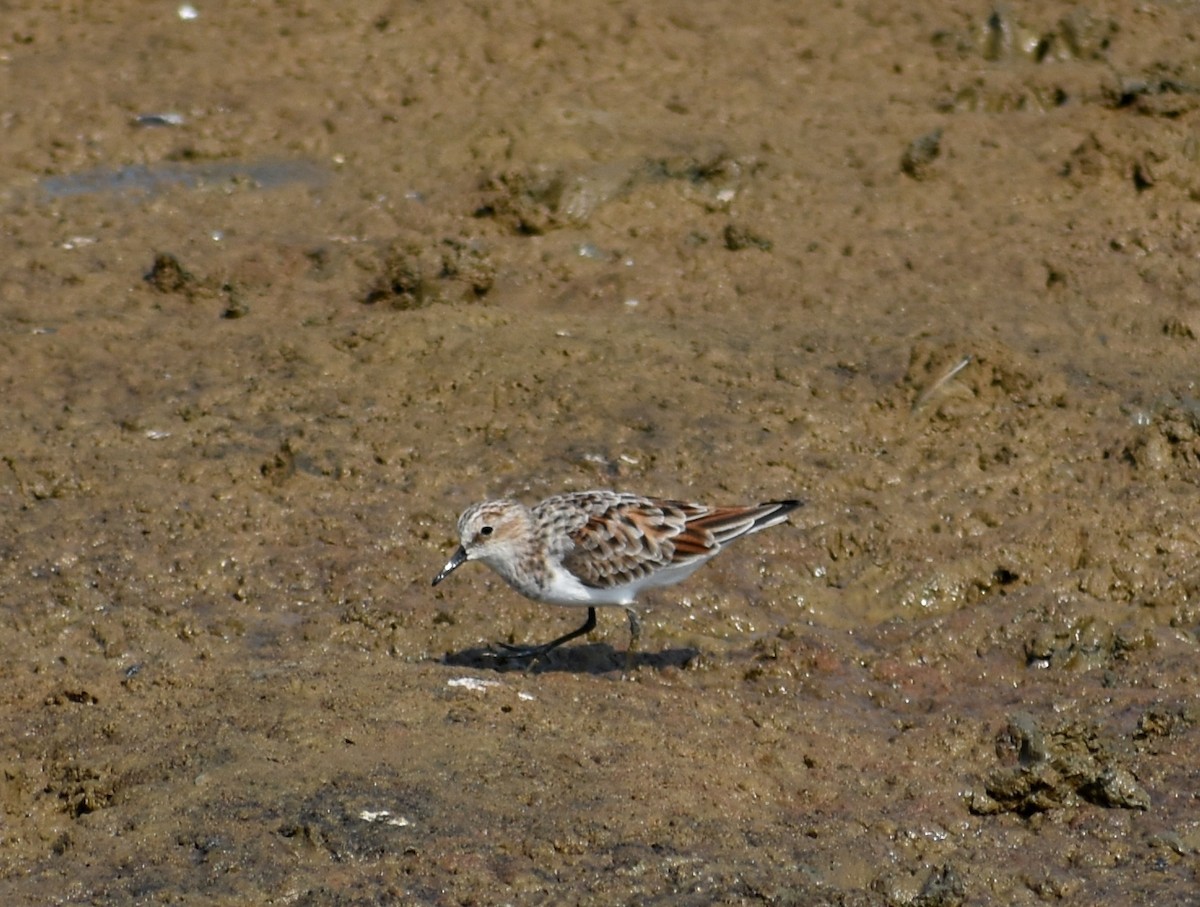 Little Stint - Anonymous