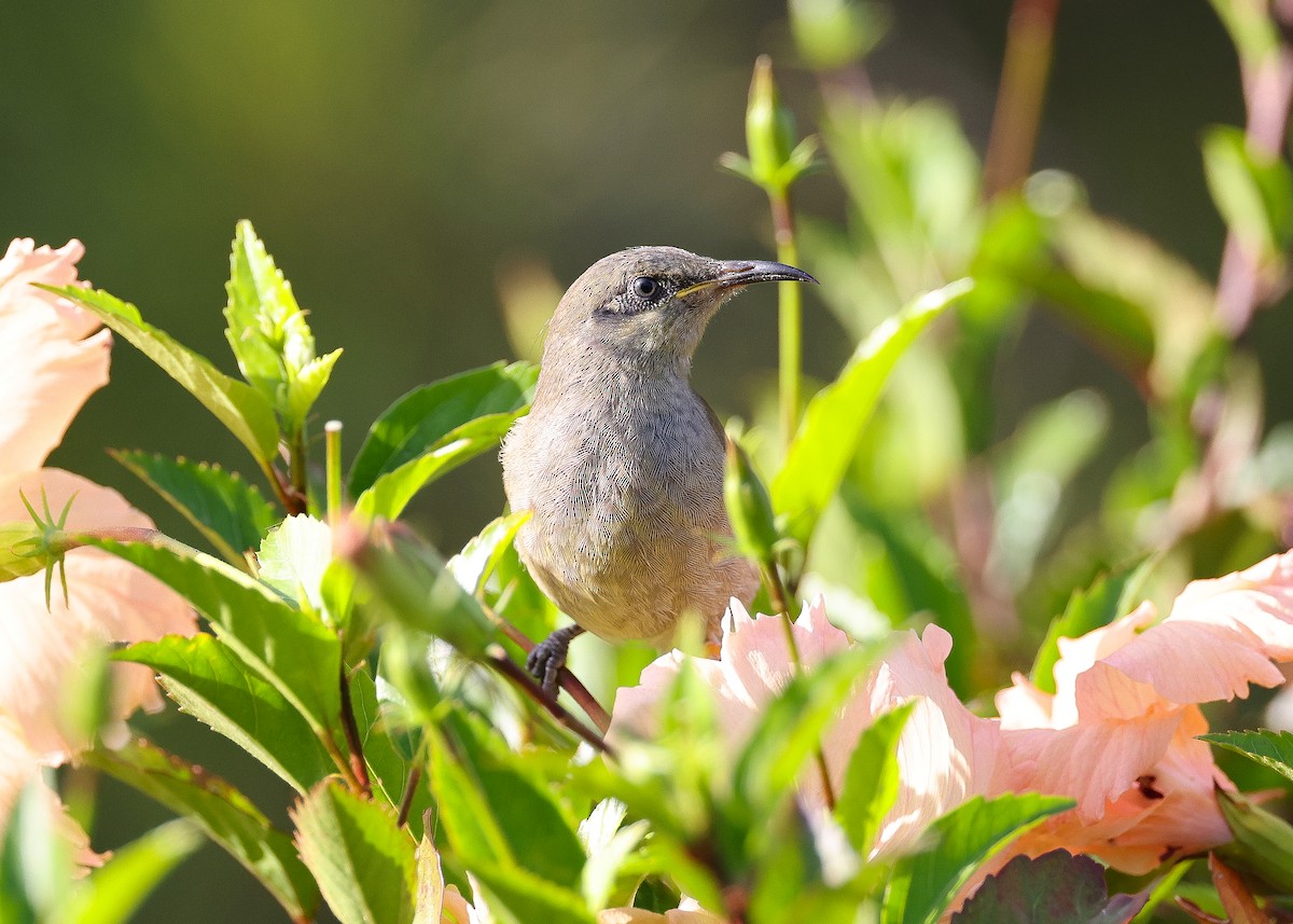 Dark-brown Honeyeater - ML559768491