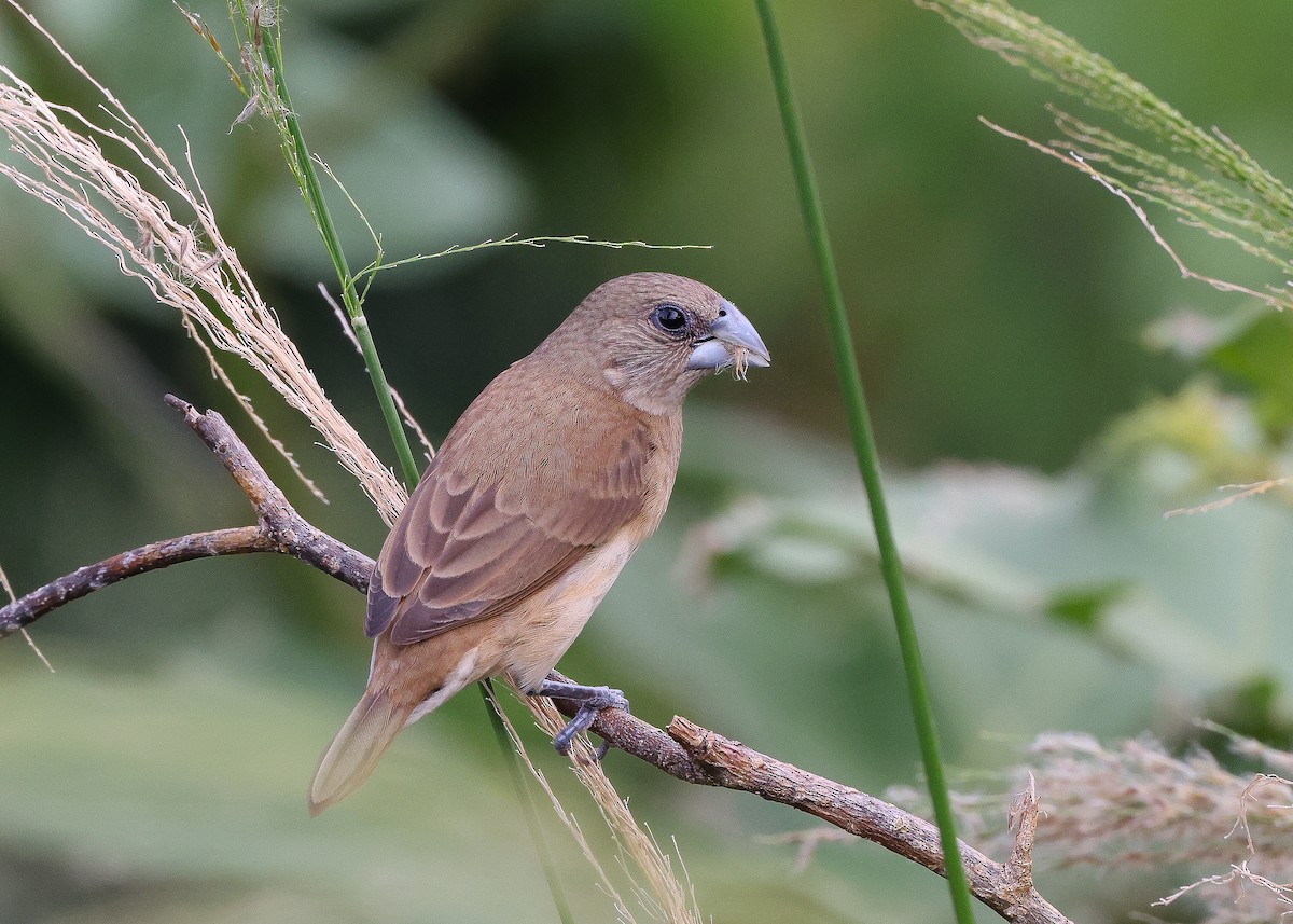 Chestnut-breasted Munia - ML559768621