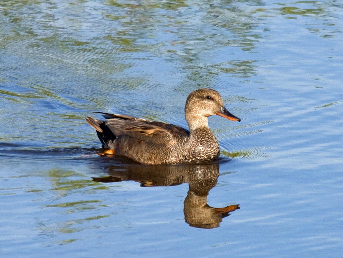 Gadwall - ML55976981