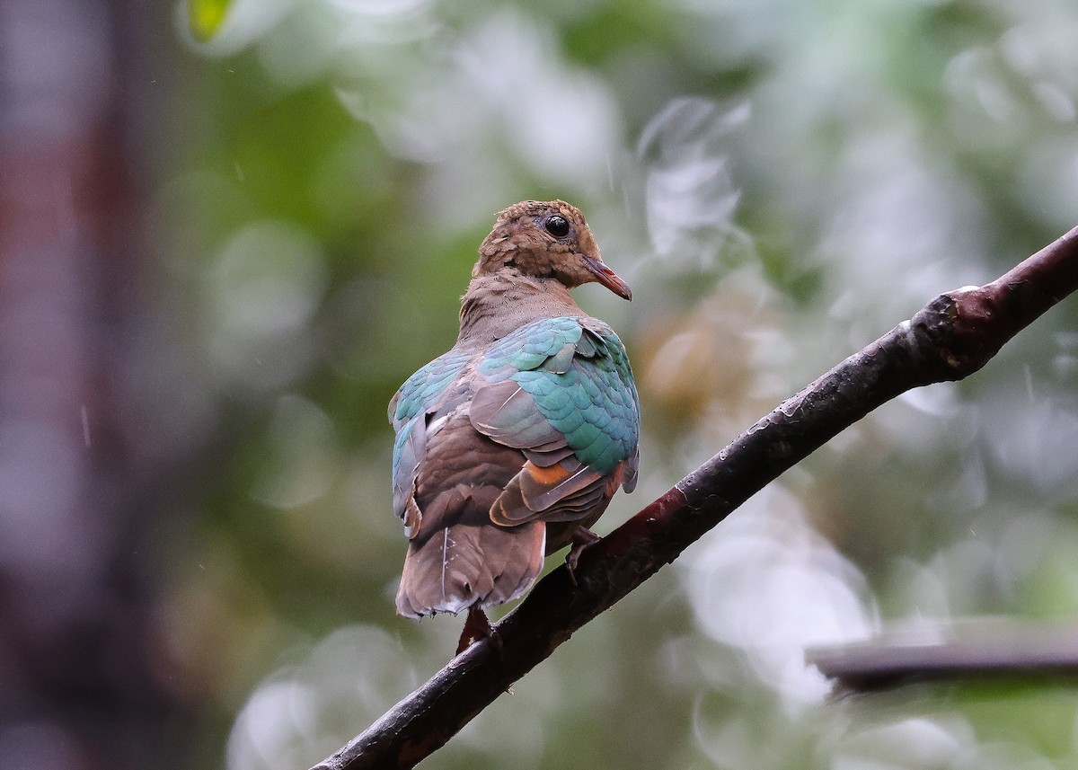 Pacific Emerald Dove - ML559771811