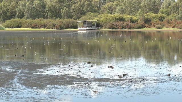 Échasse d'Australie - ML559772001