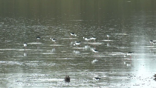 Pied Stilt - ML559772021