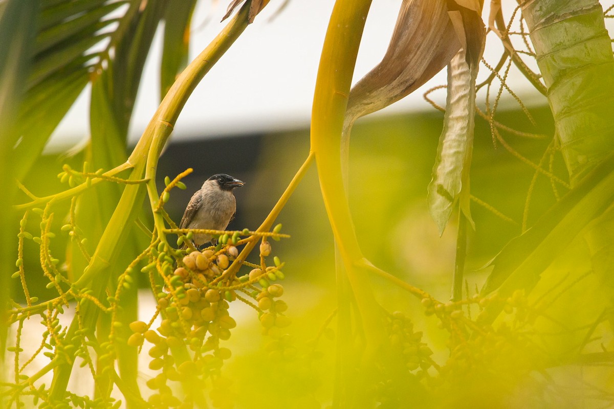 Sooty-headed Bulbul - ML559772101