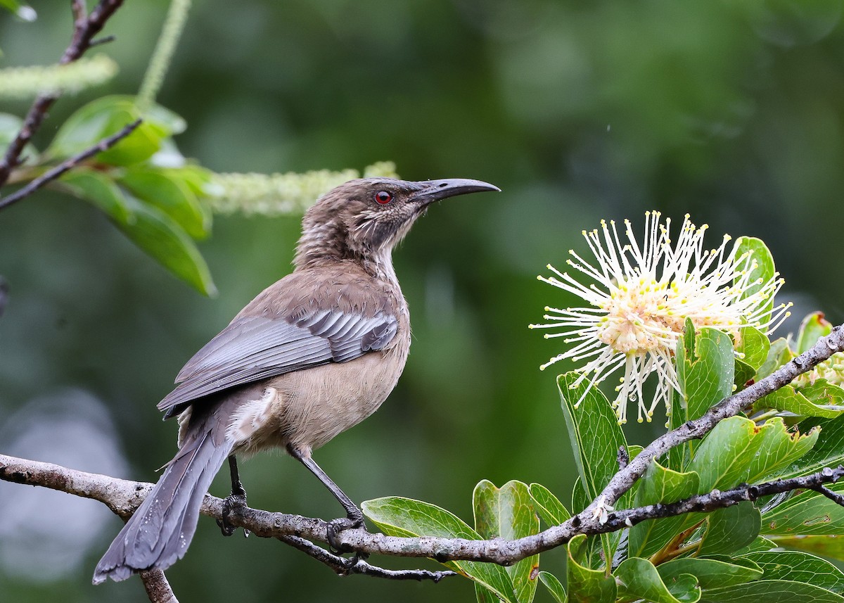 New Caledonian Friarbird - Martin Allen
