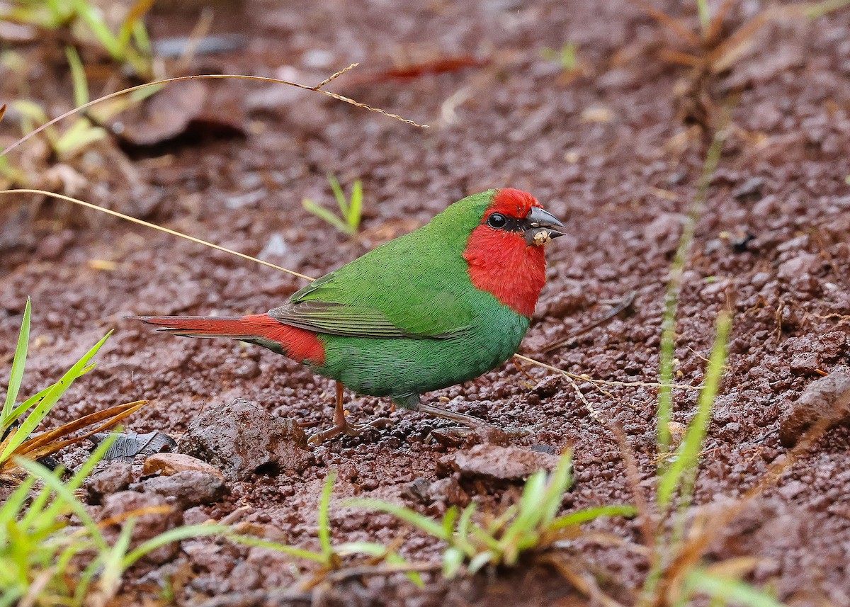 Red-throated Parrotfinch - Martin Allen