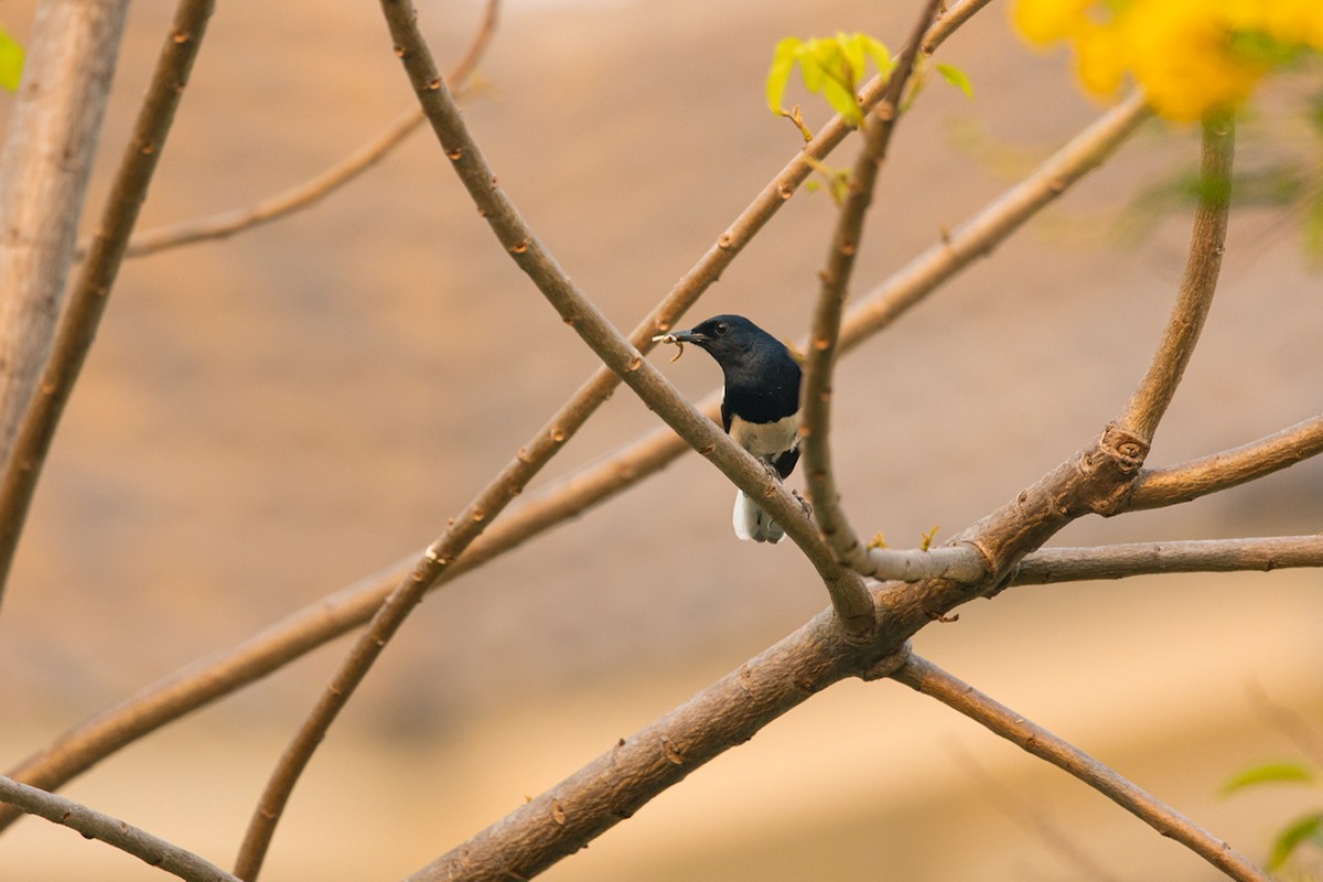 Oriental Magpie-Robin - Chanakan Boonsungnoen
