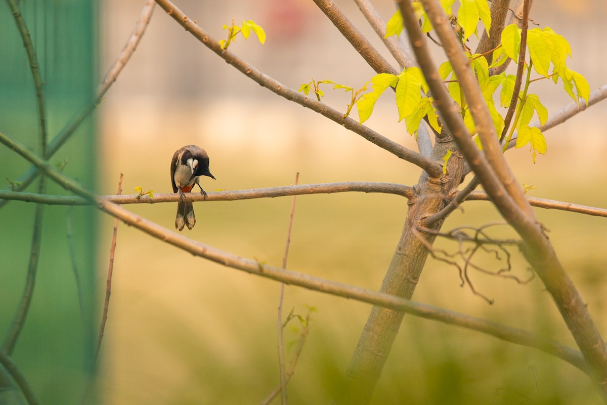 Red-whiskered Bulbul - ML559772911