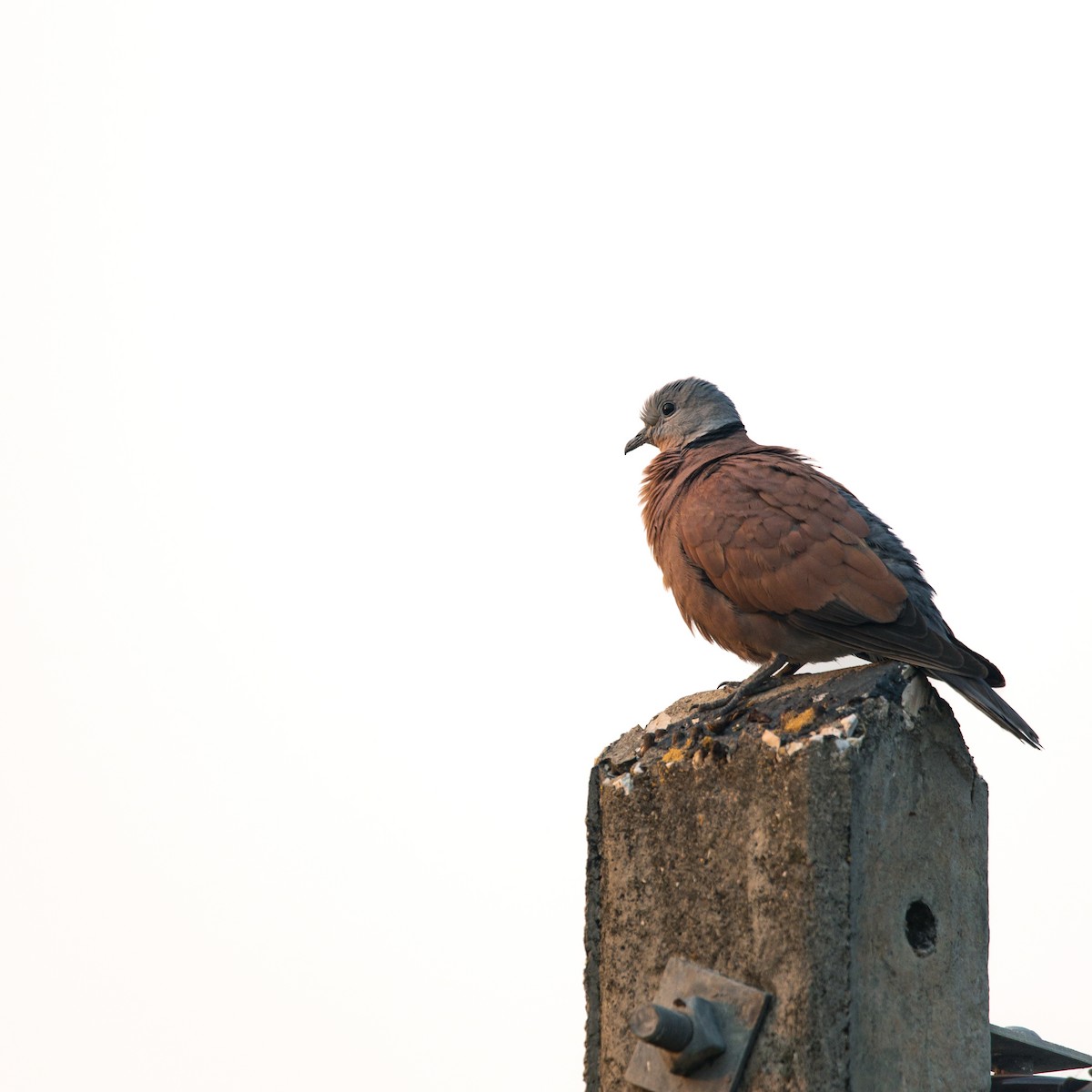 Red Collared-Dove - ML559772981