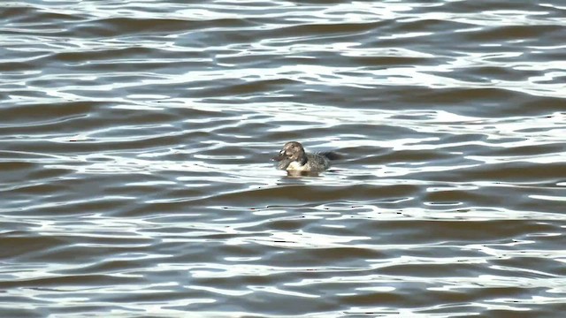 Blue-billed Duck - ML559774051