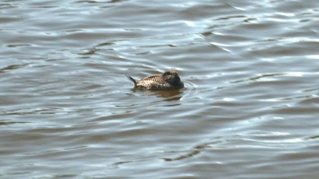 Blue-billed Duck - ML559774061