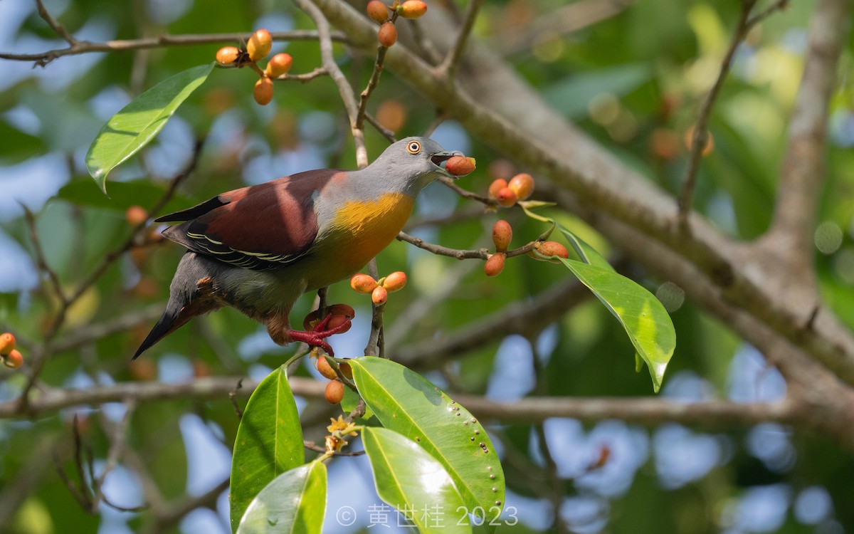 Little Green-Pigeon - Shigui Huang