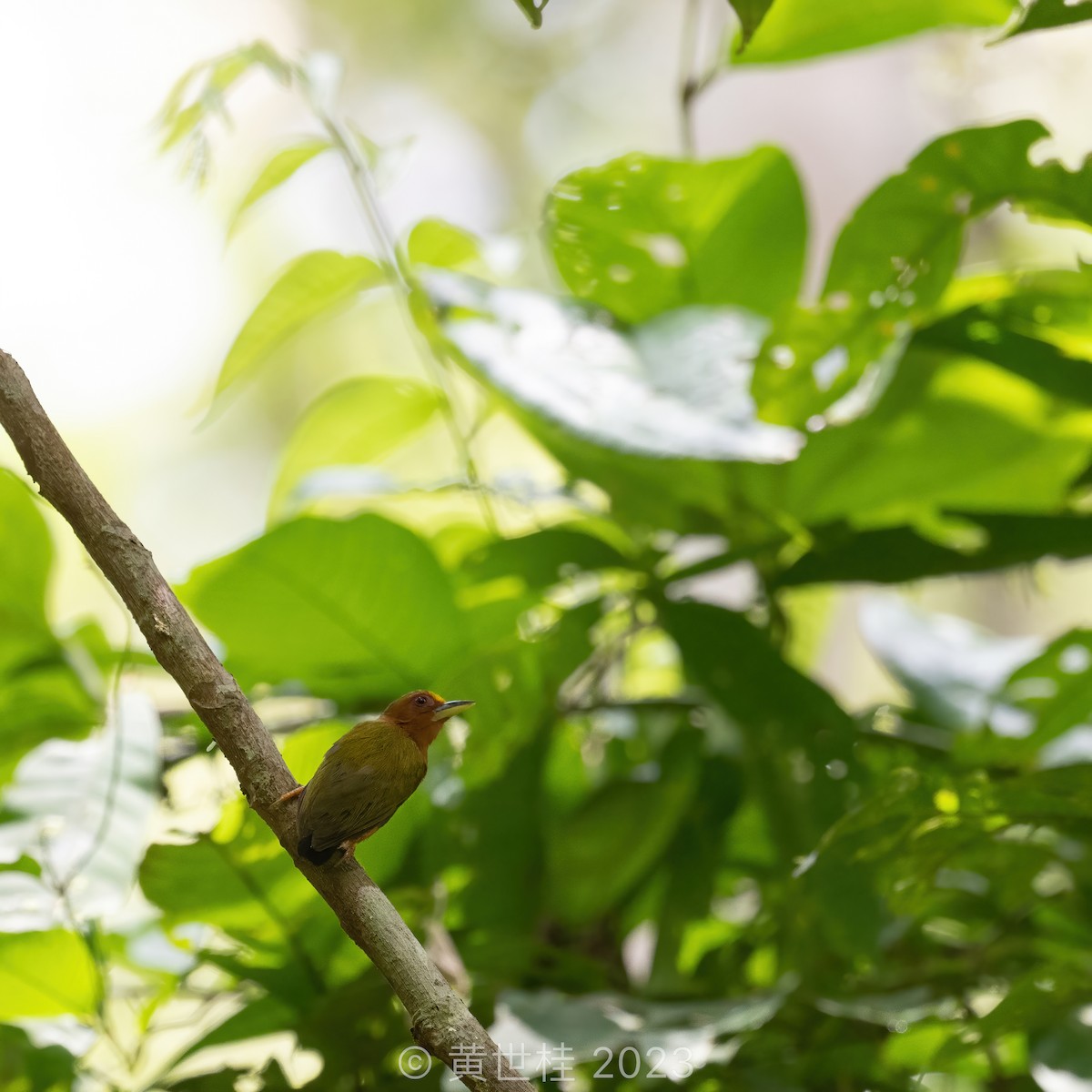 Rufous Piculet - ML559774251