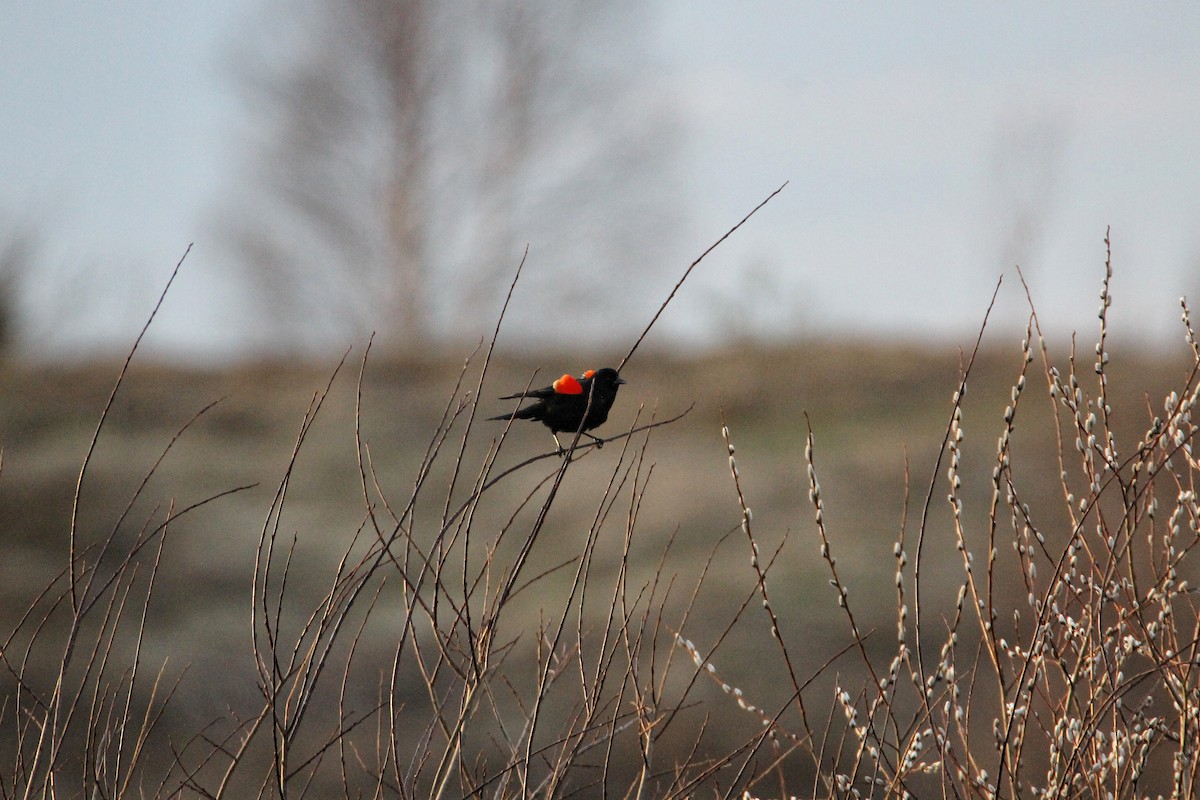 Red-winged Blackbird - ML55977461