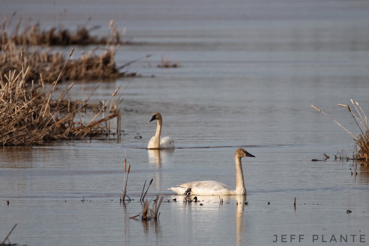 Trumpeter Swan - Jeff Plante