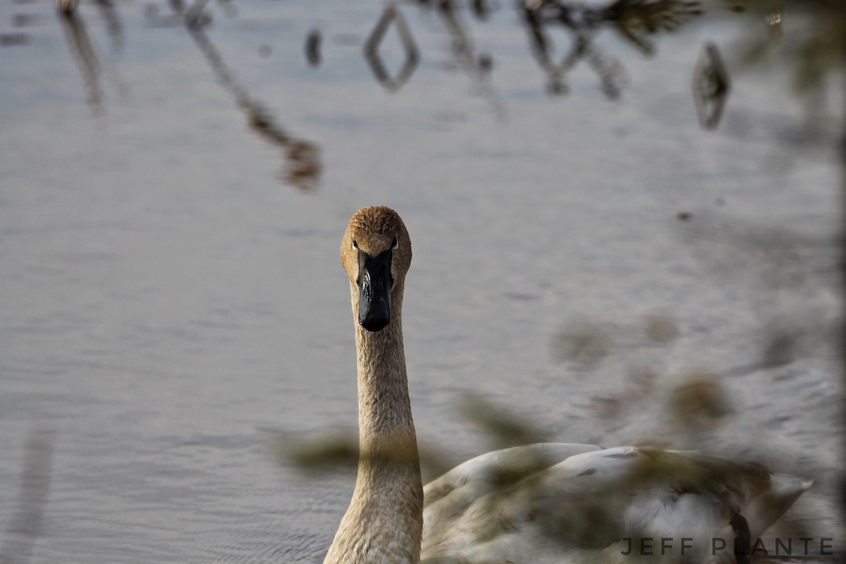 Trumpeter Swan - ML55977771