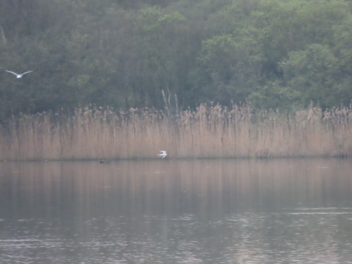Arctic Tern - ML559778891