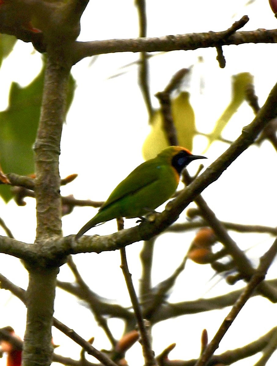 Golden-fronted Leafbird - ML559782201
