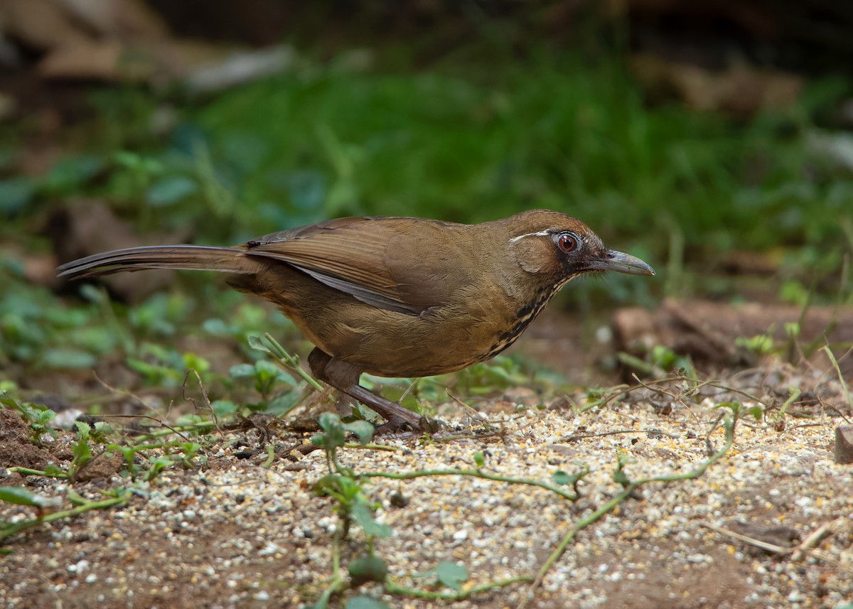 Spot-breasted Laughingthrush - ML559783011