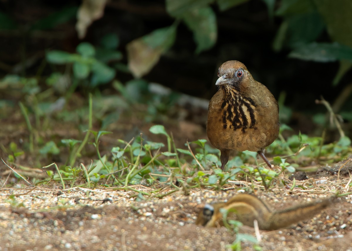 Spot-breasted Laughingthrush - ML559783031
