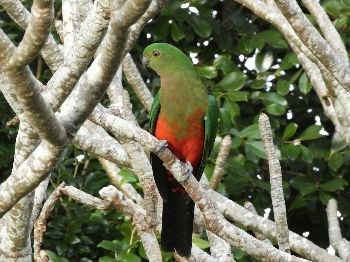 Avustralya Kral Papağanı - ML559784001