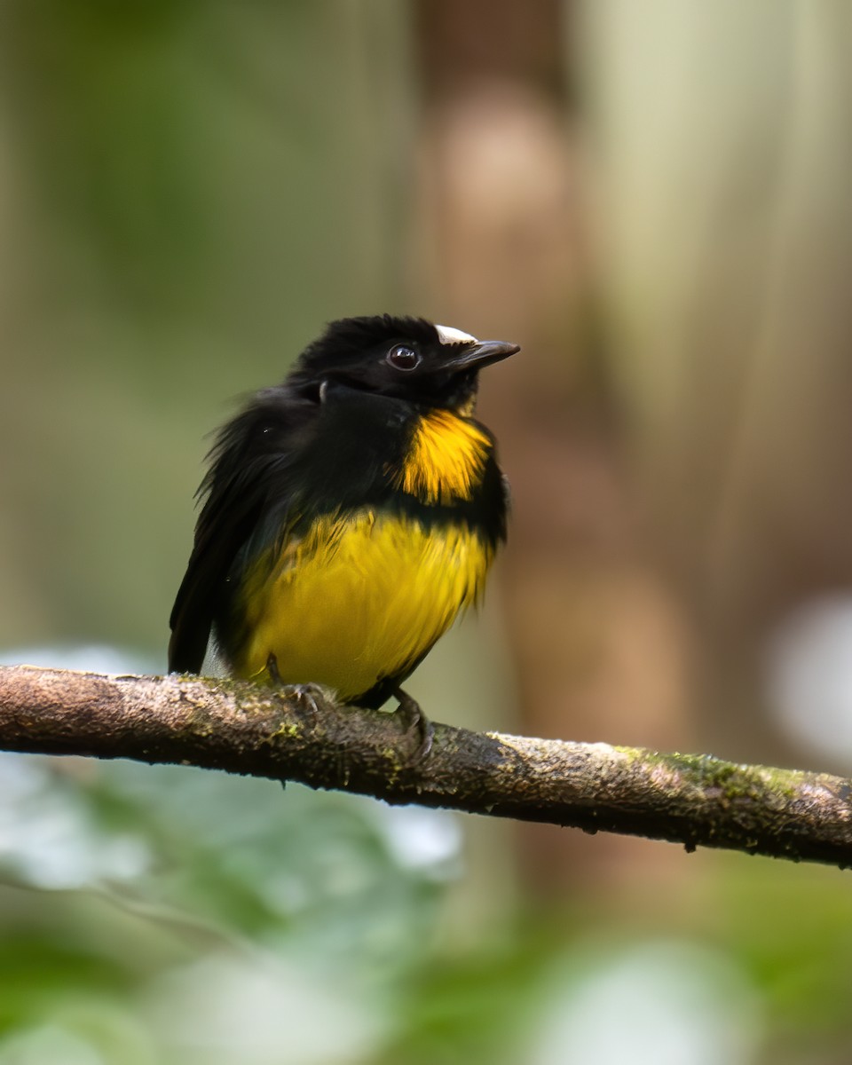 White-fronted Manakin - ML559784031
