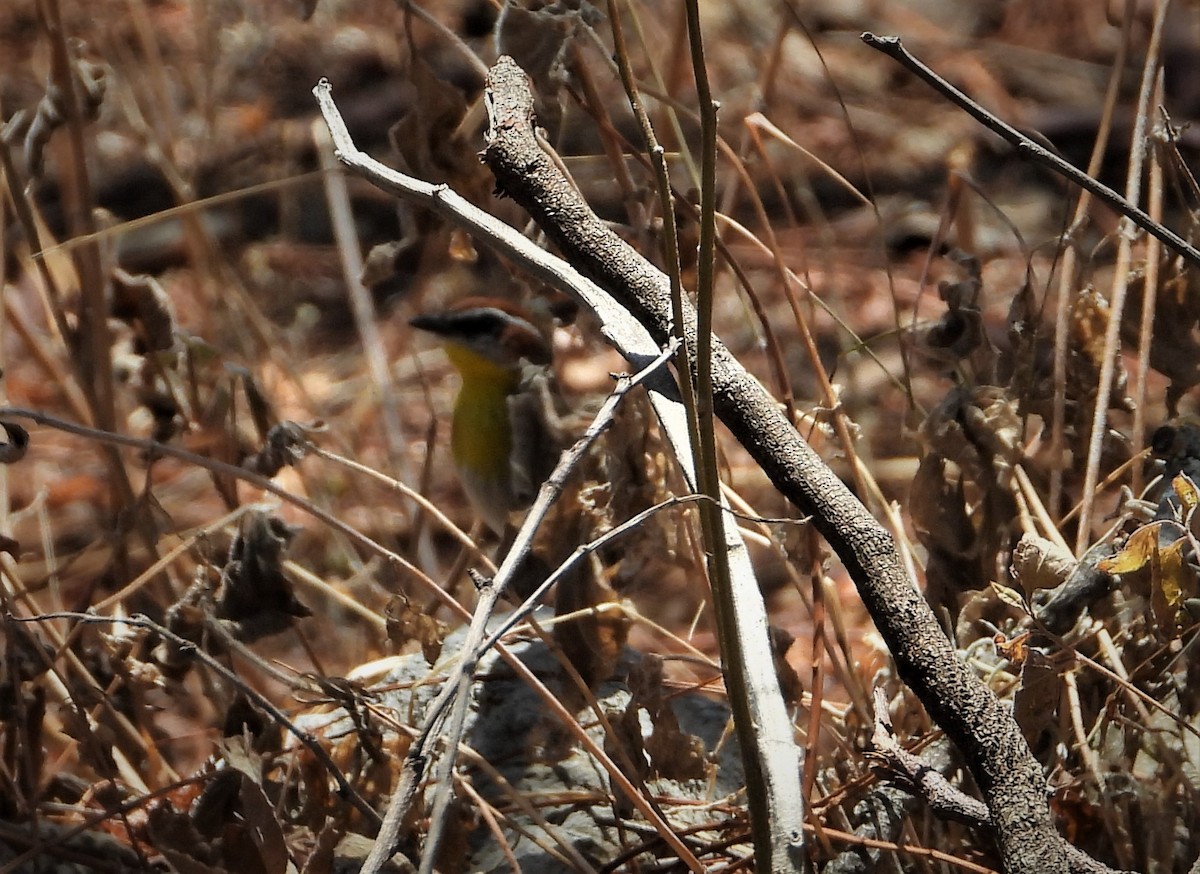 Rufous-capped Warbler - ML559785841