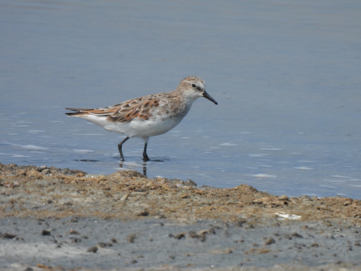 Little Stint - Kun-Hui  Lin