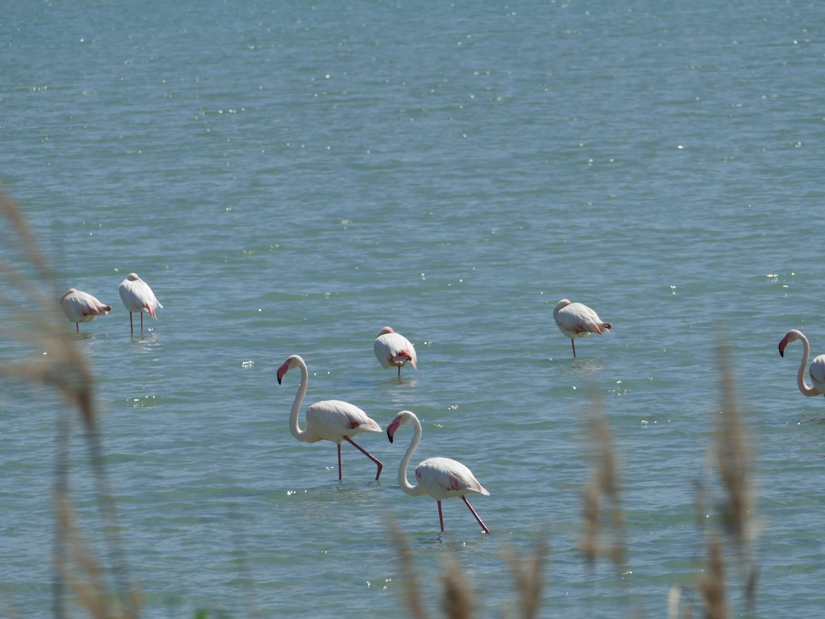 Flamant rose - ML559788271