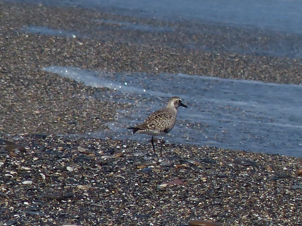 Black-bellied Plover - ML559789141